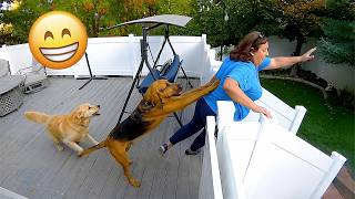 Funniest Animal Videos 2026 😂 You Never Know What Animals Will Do Next thumbnail