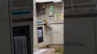 My parrot is throwing all my dishes off the counter 😭💥 #parrot #funnybirds thumbnail