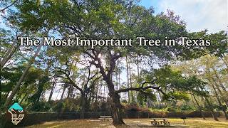 The Tree That May Have Changed Texas History thumbnail