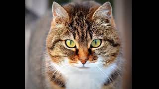 meow thumbnail