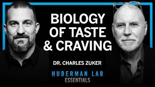 Essentials: The Biology of Taste Perception & Sugar Craving | Dr. Charles Zuker thumbnail