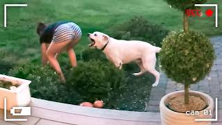 When Animals Think No One’s Watching 😂 Backyard Edition thumbnail